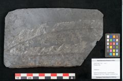 Foto (Objekt + Etikett) von Plantae indet.  (NHMW-GEO-2024-0188-11187)